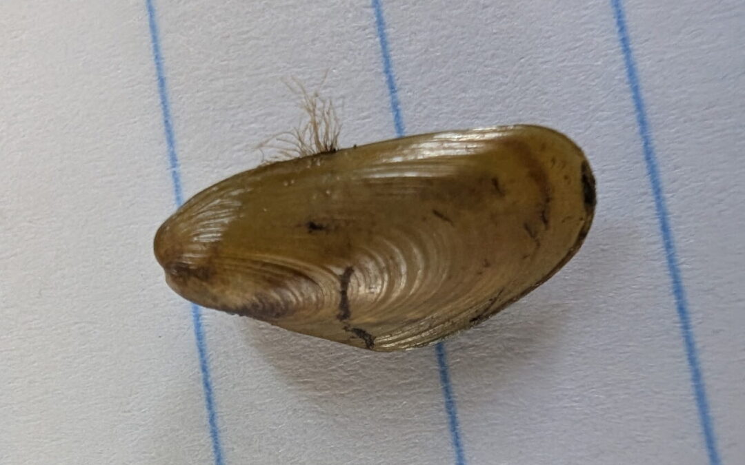 Lake Tahoe Inspection Stops Golden Mussel Boat