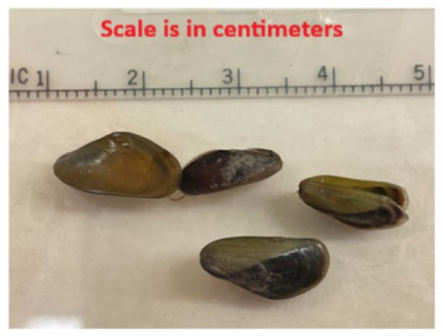 Invasive Golden Mussel Found in Bay-Delta near Stockton