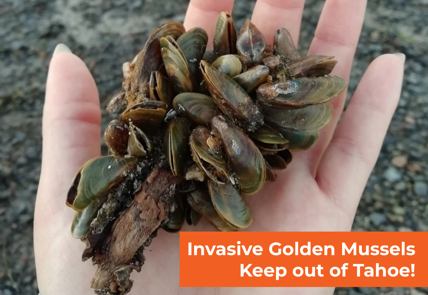 Invasive Golden Mussels