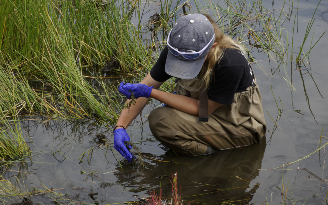 Barrier protects natural filtration of Pope Marsh
