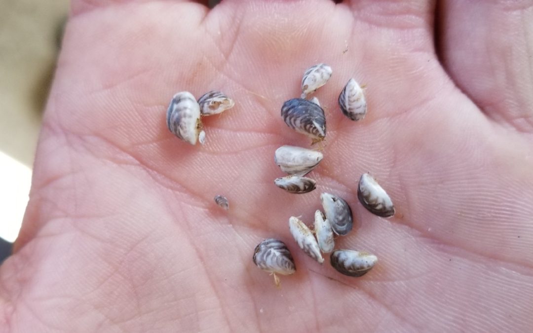 Mussels Intercepted at Tahoe Inspection Stations